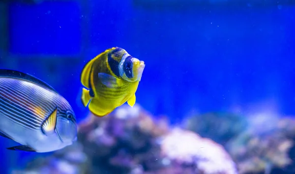 Yellow-faced Angelfish swimming over a tropical coral reef — Stock Photo, Image