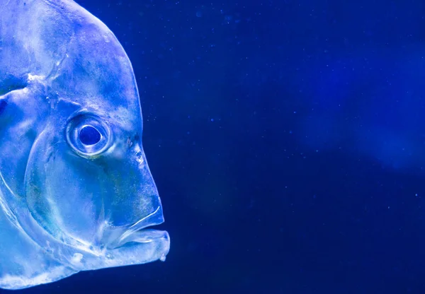 Tropical fish Selena womer close-up swimming in a saltwater aquarium — Stock Photo, Image