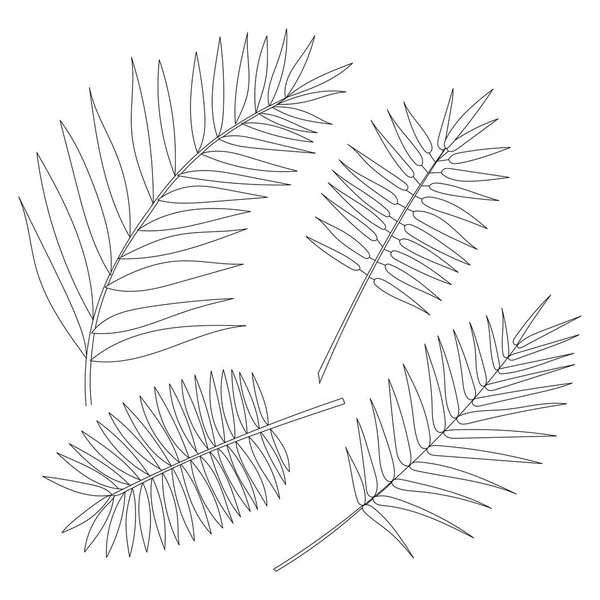 Conjunto de folhas de palma isoladas sobre fundo branco — Vetor de Stock