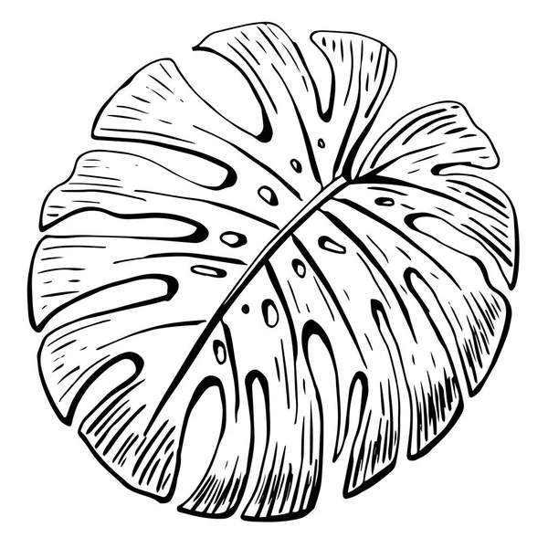 モンステラの葉- 1つの線画。連続ラインエキゾチックな植物。手描きのミニマリストイラスト,ベクトル — ストックベクタ