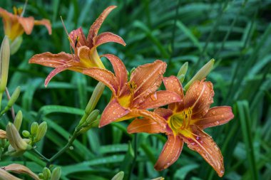 Nilüfer çiçekleri bir kır evinde yetişir.