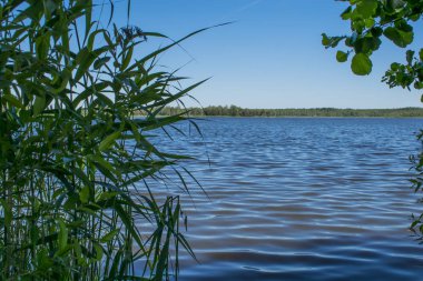 Yağmur ormanı Belarus güzel bir güneşli gün