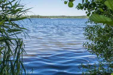 Yağmur ormanı Belarus güzel bir güneşli gün