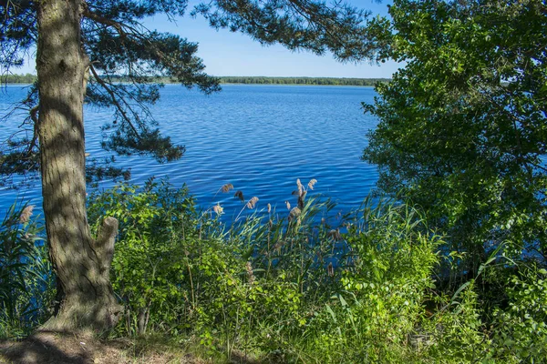 Der Regenwald Weißrusslands an einem schönen sonnigen Tag — Stockfoto