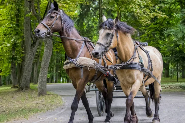 Woźnik Koniu Jeździ Dzieci Parku Zamku Nesvezha Przeddzień Lipca — Zdjęcie stockowe