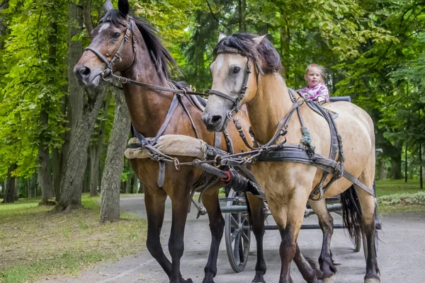 Coachman Horseback Drives Children Park Castle Nesvezha Eve 4Th July — Stock Photo, Image