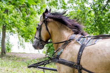 Yaz aylarında park üzerinden çalıştırın bir koşum atı bir çift