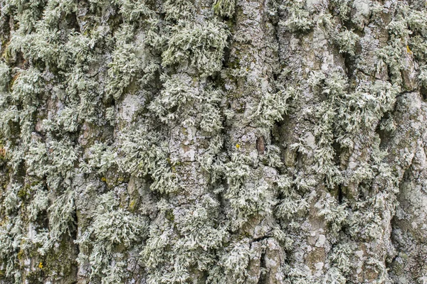 Wallpaper texture of a woody tree, texture of a woody bark