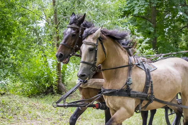 Une Paire Chevaux Dans Harnais Courir Travers Parc Été Photos De Stock Libres De Droits