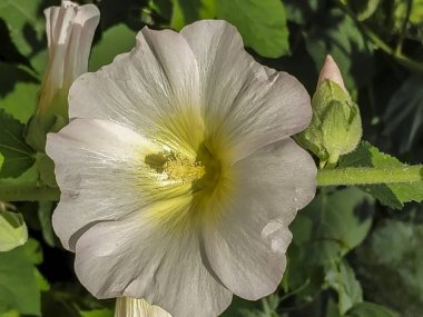 Çiçek Bahçe arka plan görüntüsü çiçek