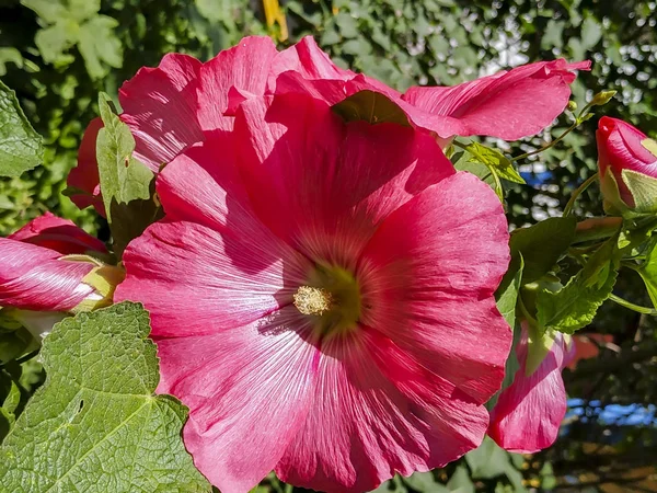 Fiore Nel Giardino Immagine Sfondo Fiori — Foto Stock