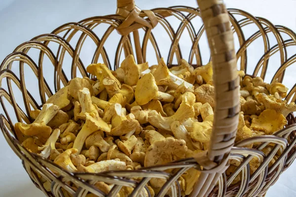 mantar chanterelles ormanda toplanan