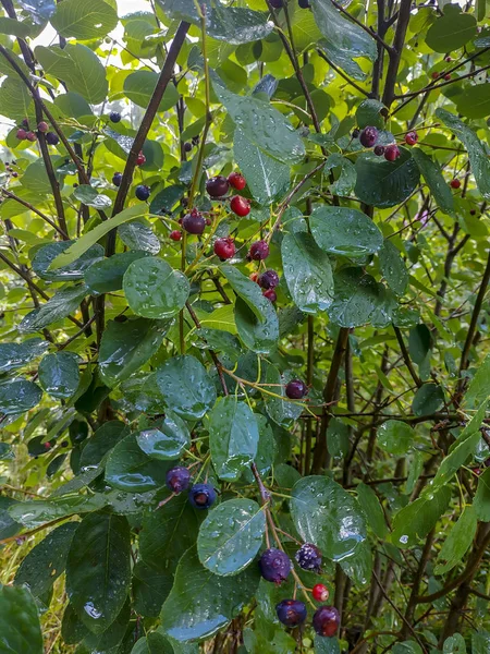 Plante Mûre Avec Des Baies Des Feuilles Vertes Dans Jardin — Photo