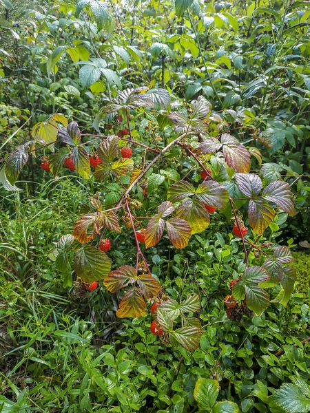 Plante Mûre Avec Des Baies Des Feuilles Vertes Dans Jardin — Photo