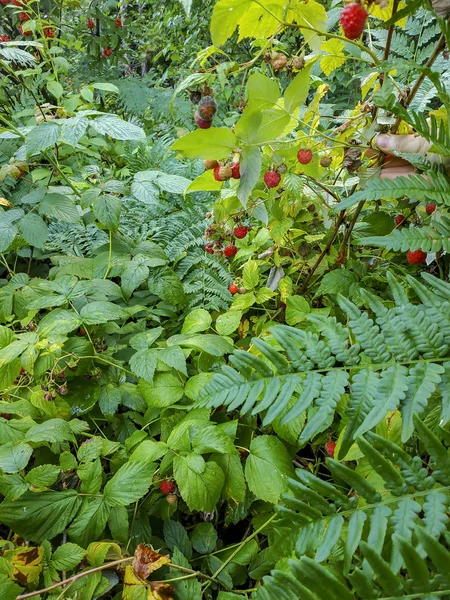 BlackBerry bitki çilek ve yeşil yaprakları bahçede ve sahada. Fotoğraf arka plan için