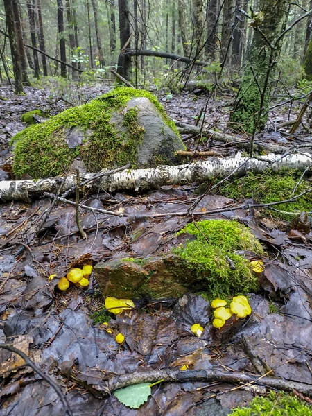 Chanterelles Champignons Dans Nature Dans Vieille Forêt — Photo