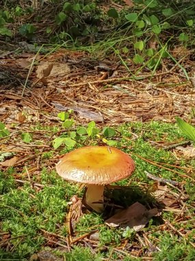 Yaz aylarında Beyaz Rusya'nın ormanlarda mantar russula