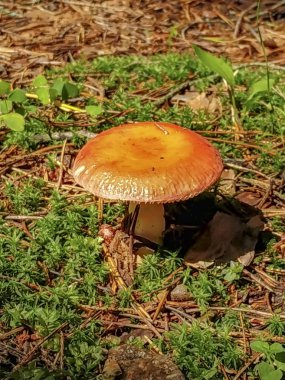 Yaz aylarında Beyaz Rusya'nın ormanlarda mantar russula