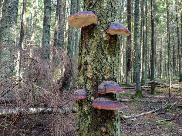 Champignons Poussant Sur Écorce Bouleau — Photo