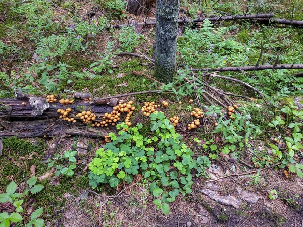 mantar agarics bir ormandaki bir ağaç ve bir güdük tatlım