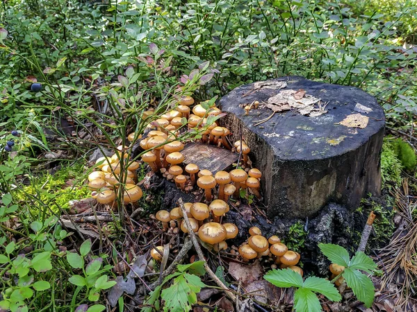 Pilze Honigagarics Einem Wald Auf Einem Baum Und Auf Einem — Stockfoto