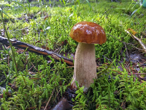 Primer boletus de hongo blanco cultivado después de la lluvia — Foto de Stock