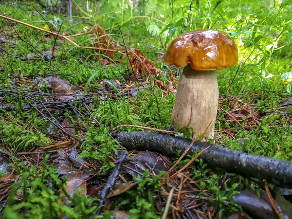 Primeiro boleto de cogumelo branco cultivado após a chuva — Fotografia de Stock