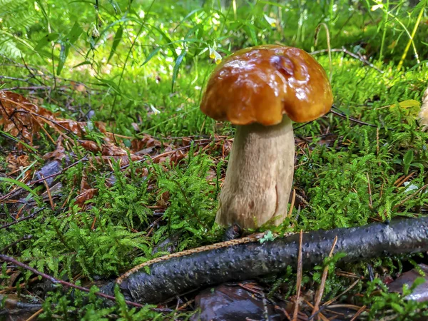 Primer boletus de hongo blanco cultivado después de la lluvia — Foto de Stock