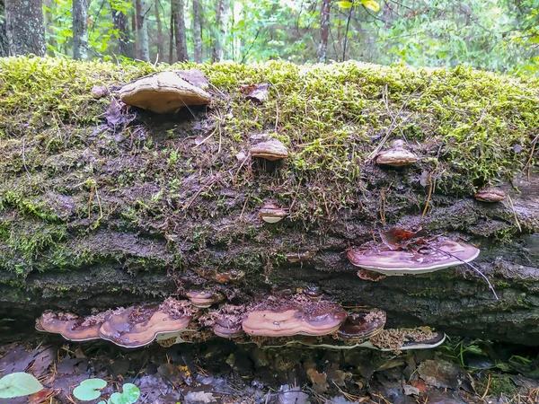 Montón de setas en el abedul, detalles de la corteza de madera — Foto de Stock