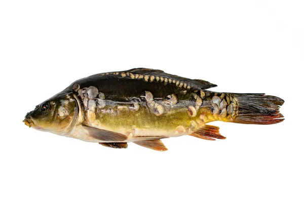 sazan. cyprinus carpio. beyaz izole