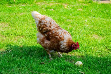 tavuk kuş çiftliği yeşil çim