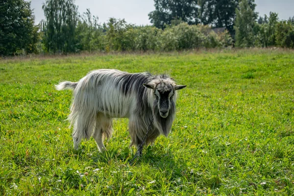 Una cabra pastando en un césped en verano —  Fotos de Stock