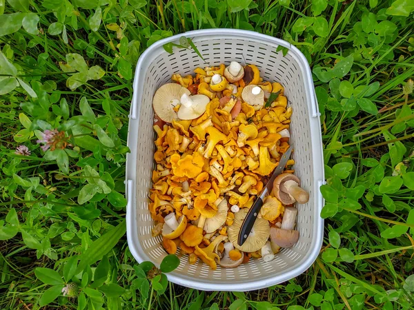 Frische Pilze im Korb im Wald — Stockfoto