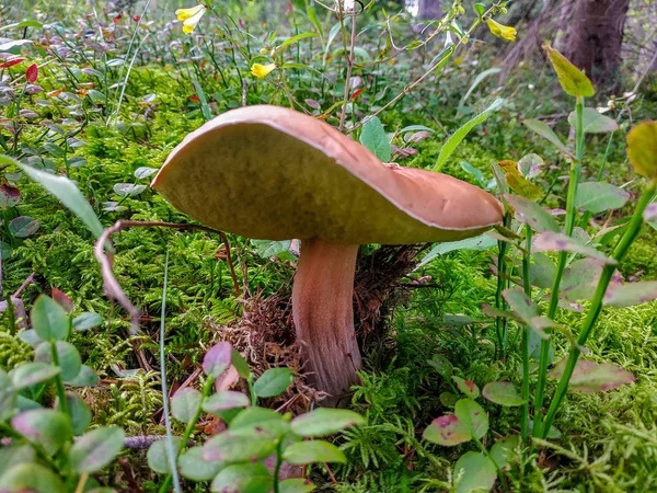 Recogiendo setas y arándanos en el bosque a principios de otoño. Últimos días soleados de verano. Champiñones y bayas crecen en una cálida capa verde y espesa de musgo húmedo — Foto de Stock