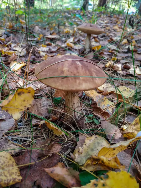 Recogiendo setas y arándanos en el bosque a principios de otoño. Últimos días soleados de verano. Champiñones y bayas crecen en una cálida capa verde y espesa de musgo húmedo — Foto de Stock