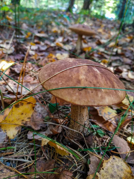 Recogiendo setas y arándanos en el bosque a principios de otoño. Últimos días soleados de verano. Champiñones y bayas crecen en una cálida capa verde y espesa de musgo húmedo — Foto de Stock