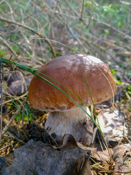 Recogiendo setas y arándanos en el bosque a principios de otoño. Últimos días soleados de verano. Champiñones y bayas crecen en una cálida capa verde y espesa de musgo húmedo — Foto de Stock