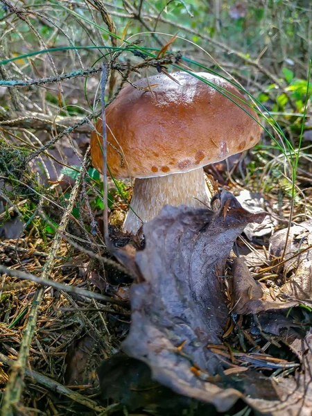 Recogiendo setas y arándanos en el bosque a principios de otoño. Últimos días soleados de verano. Champiñones y bayas crecen en una cálida capa verde y espesa de musgo húmedo — Foto de Stock