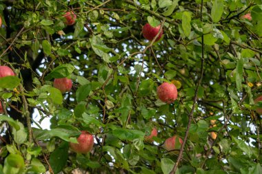 elma meyve sonbahar bir ağaç, meyve dalları üzerinde asılı