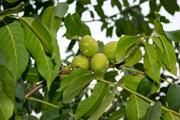 Jablka ovoce zavěšené na větve podzimní strom, ovoce — Stock fotografie