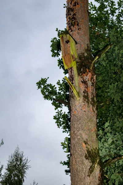 Maison d'oiseaux suspendue à l'arbre avec le trou d'entrée en forme de cercle. — Photo