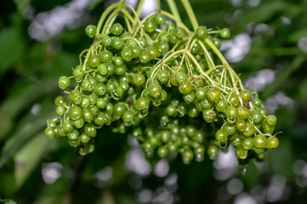 Herbstfrüchte Beeren auf einem Baum im Garten — Stockfoto