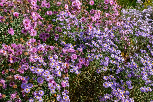 Flor con abeja en el jardín de verano — Foto de Stock