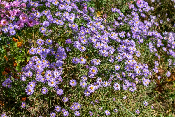 Flower with bee in the summer garden — Stock Photo, Image