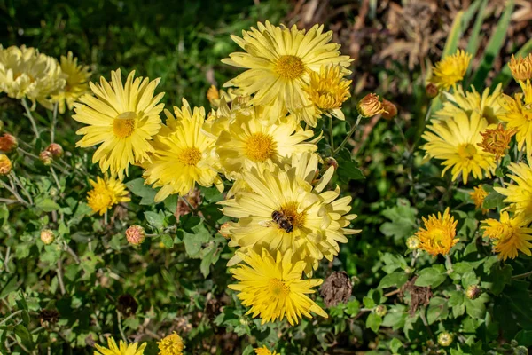 Flor con abeja en el jardín de verano — Foto de Stock