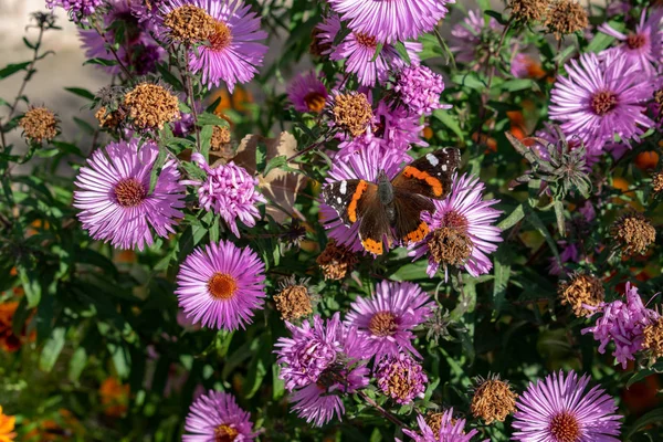 Mariposa Volando Textura Las Flores Verano — Foto de Stock