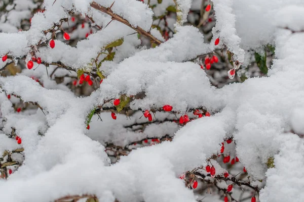 Dogrose branche dans la neige en hiver — Photo