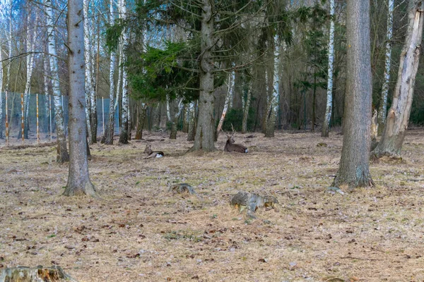 Cerfs se reposant dans la forêt du parc — Photo