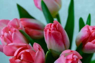 çiçek pembe laleler, arka plan doku 8 Mart tatil