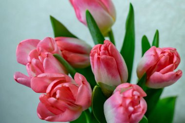 çiçek pembe laleler, arka plan doku 8 Mart tatil